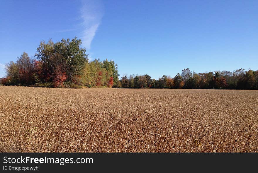 Field, Sky, Crop, Grass Family