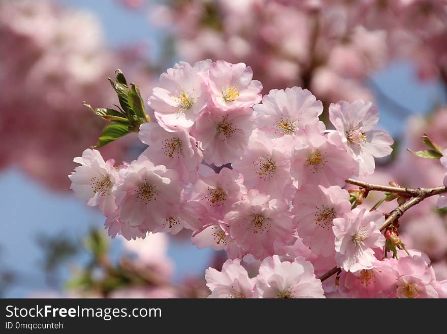 Pink, Flower, Blossom, Cherry Blossom