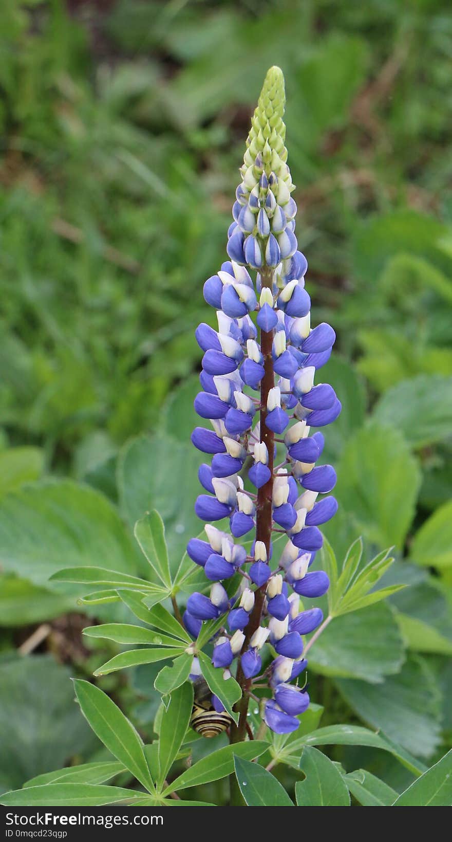 Plant, Flower, Lupin, Lupinus Mutabilis