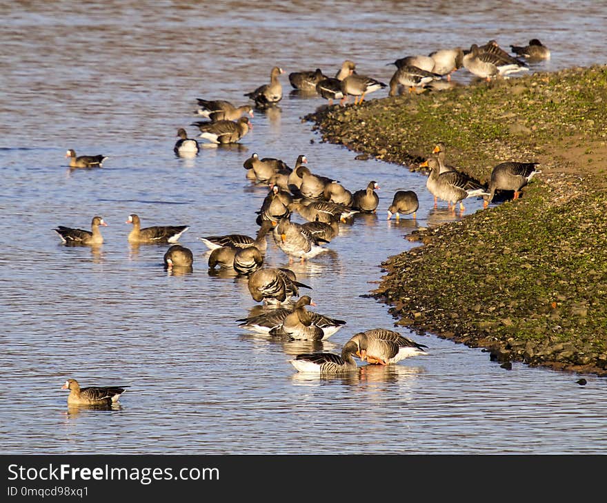 Bird, Fauna, Water Bird, Duck