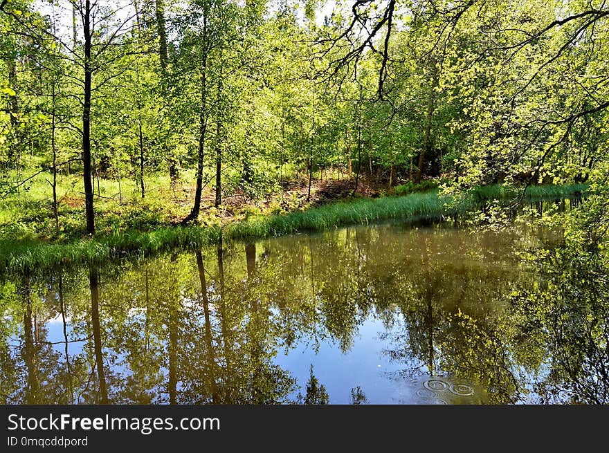 Reflection, Water, Nature, Ecosystem