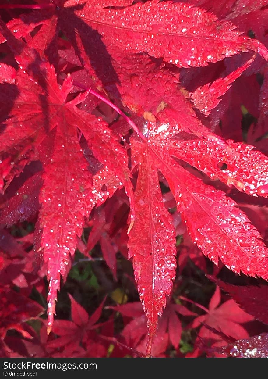 Red, Leaf, Autumn, Maple Leaf