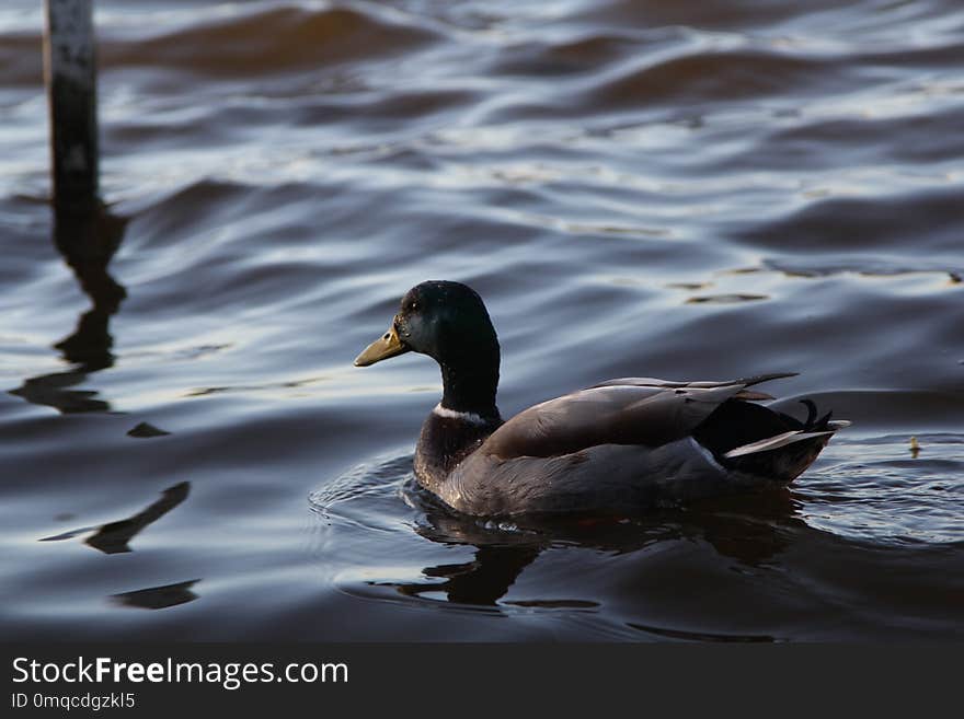 Duck, Bird, Water, Water Bird