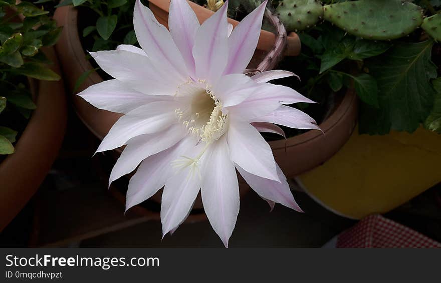 Flower, Plant, White, Flowering Plant