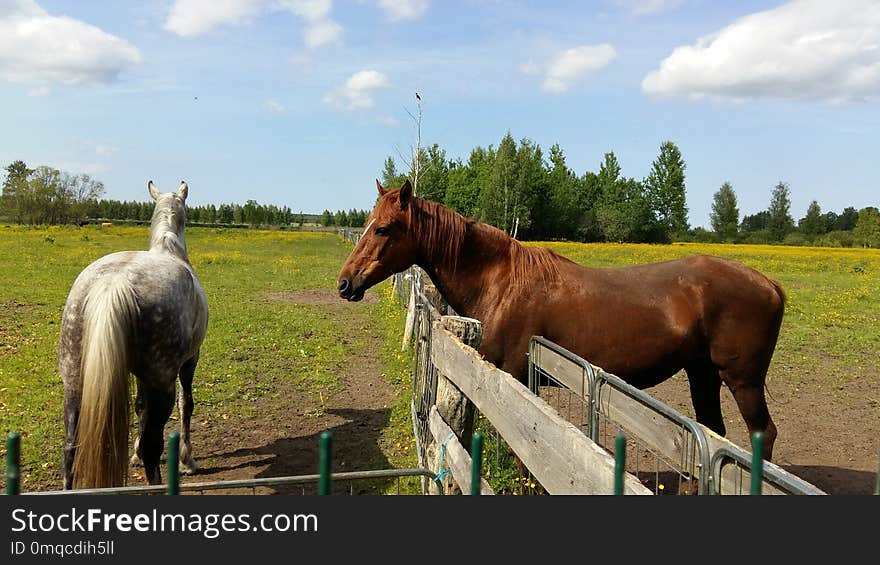 Horse, Pasture, Horse Like Mammal, Mare