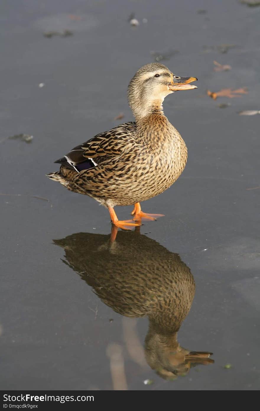 Bird, Duck, Mallard, Water Bird