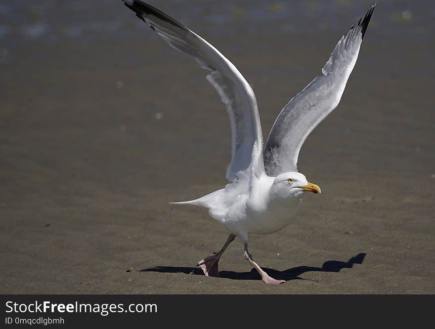 Bird, Gull, European Herring Gull, Seabird