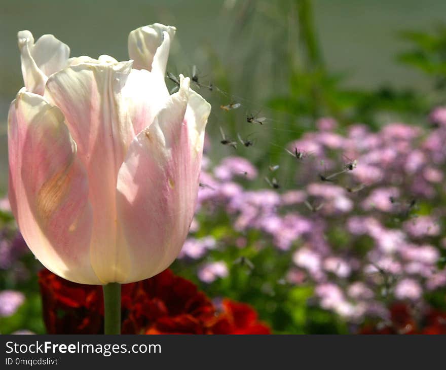 Flower, Plant, Flora, Flowering Plant