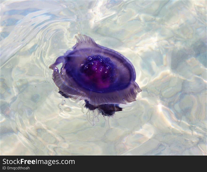 Water, Purple, Violet, Close Up