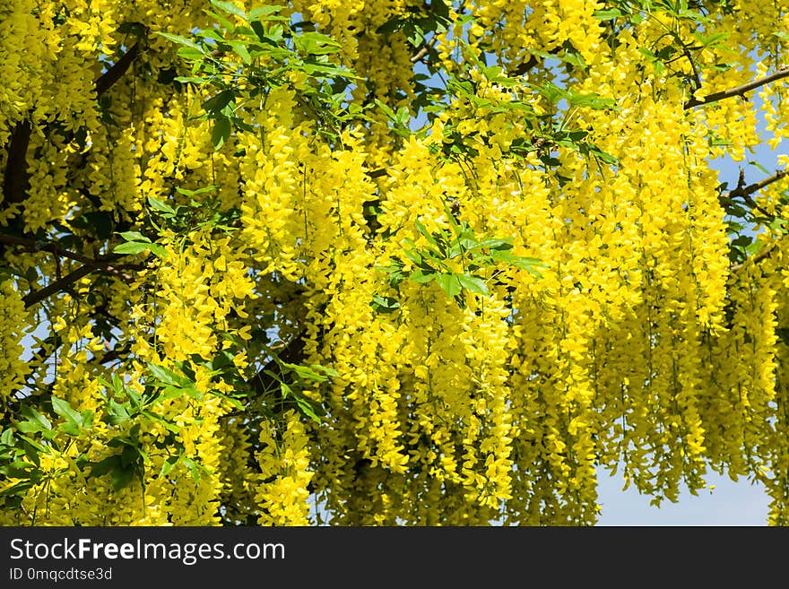 Yellow, Ecosystem, Plant, Flower