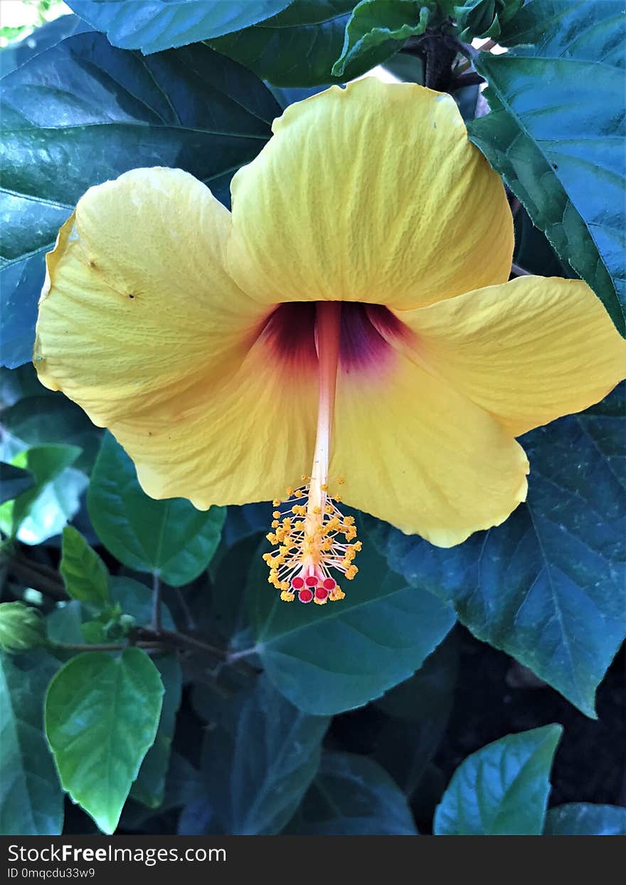 Flower, Plant, Flowering Plant, Hibiscus