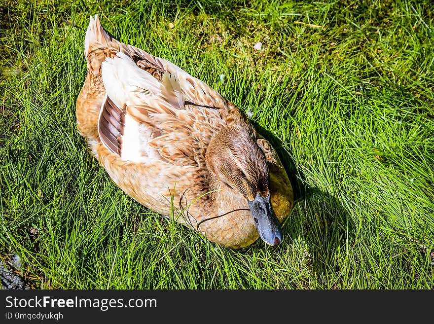 Bird, Fauna, Duck, Beak