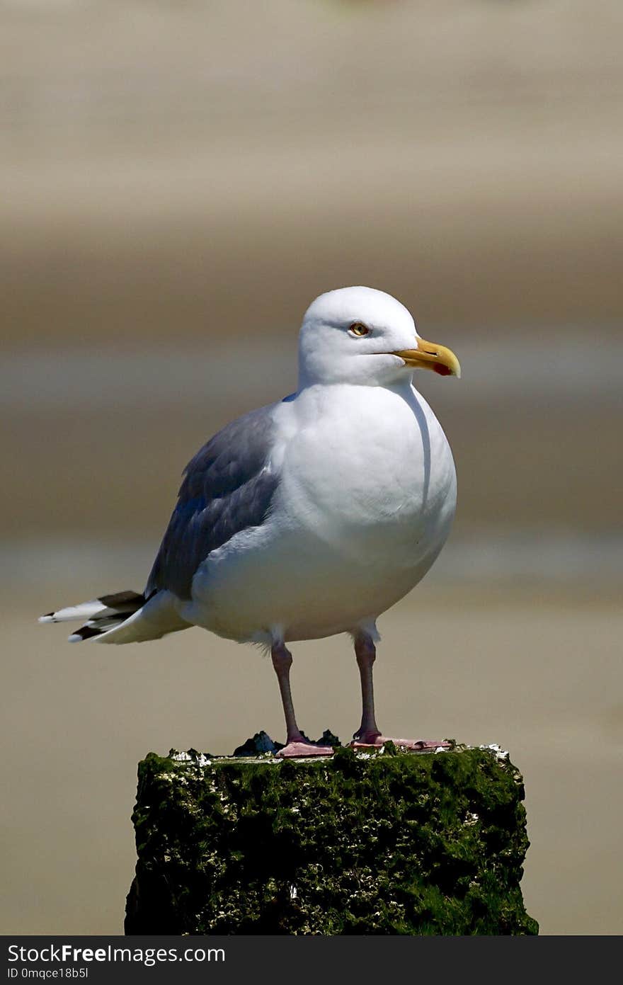 Bird, Gull, Seabird, Beak