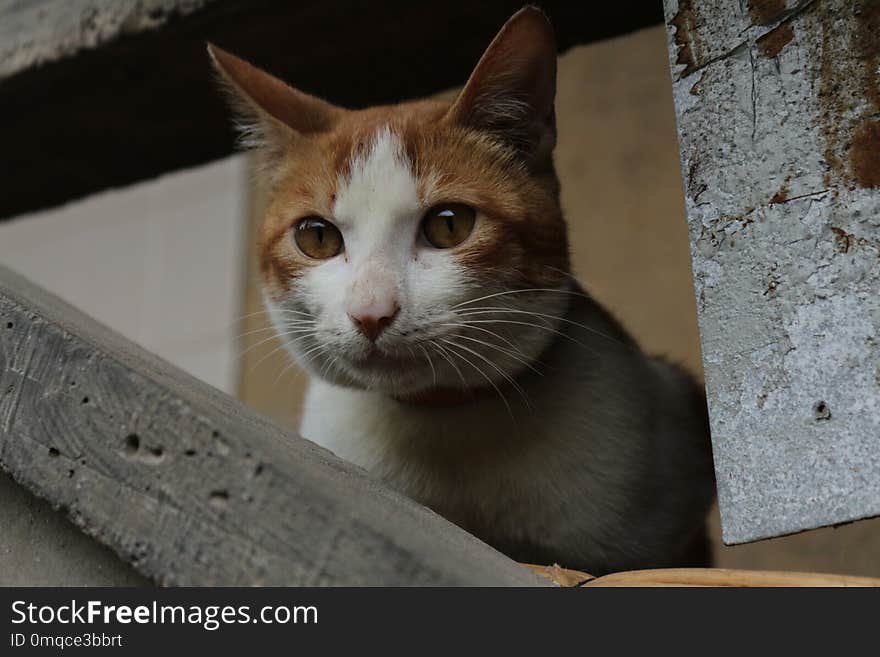 Cat, Whiskers, Small To Medium Sized Cats, Fauna