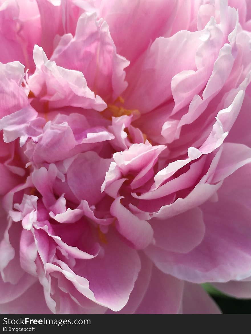 Flower, Pink, Flowering Plant, Peony