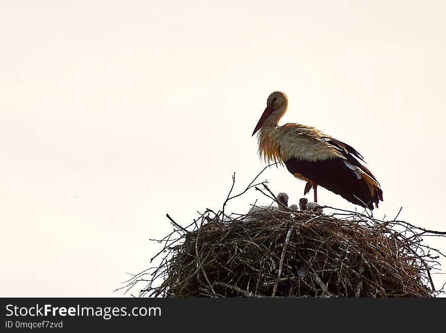 Bird, Stork, Fauna, Ciconiiformes