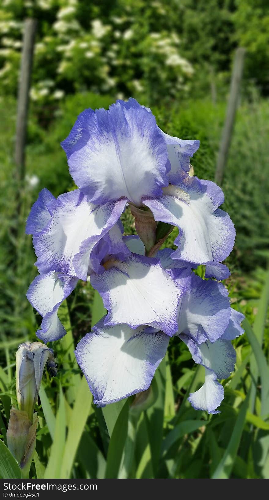 Flower, Plant, Flowering Plant, Spring