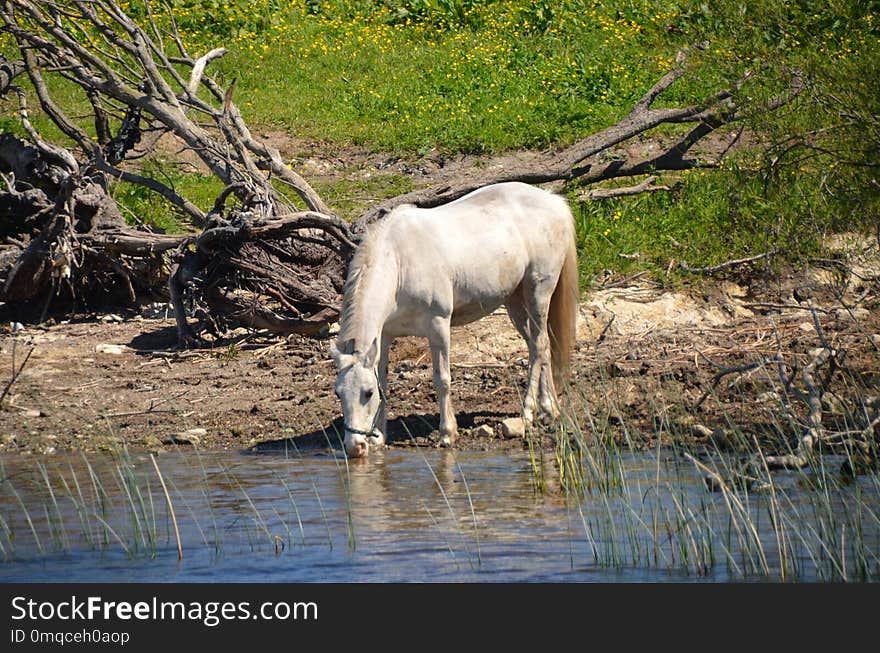 Wildlife, Fauna, Nature Reserve, Pasture