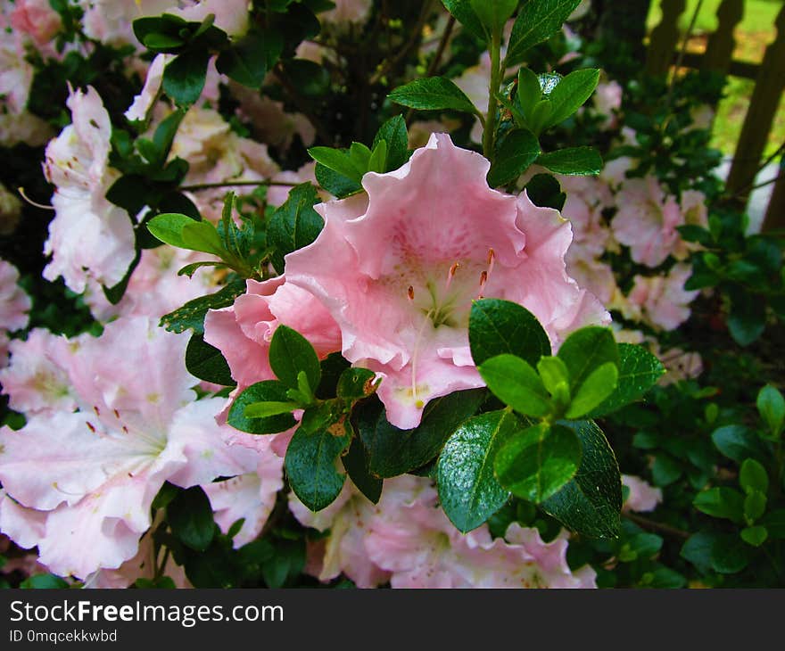 Flower, Pink, Plant, Woody Plant