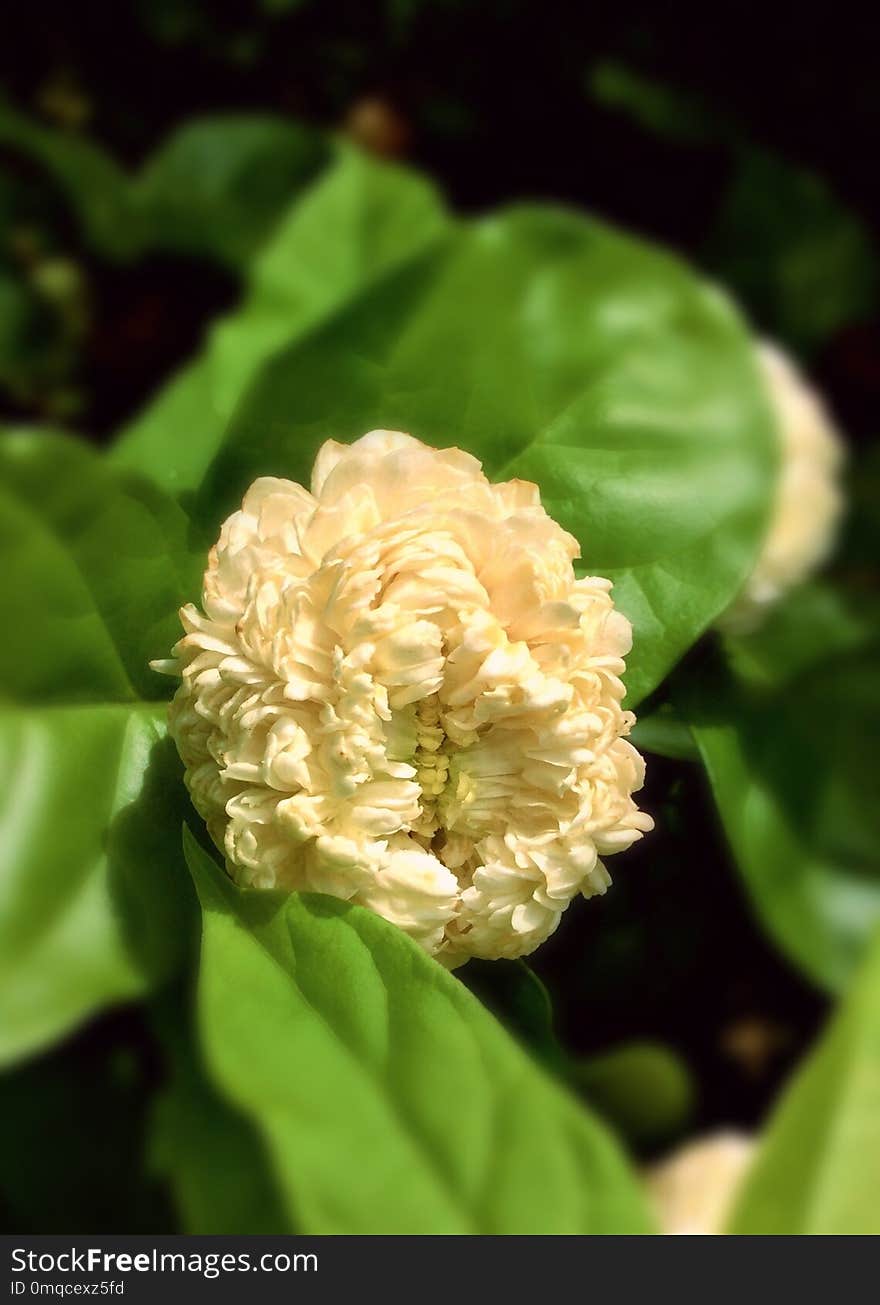 Flower, Plant, Spring, Lady Banks Rose