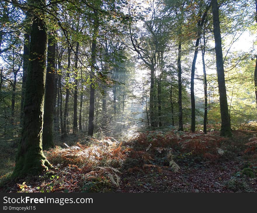 Woodland, Ecosystem, Forest, Temperate Broadleaf And Mixed Forest