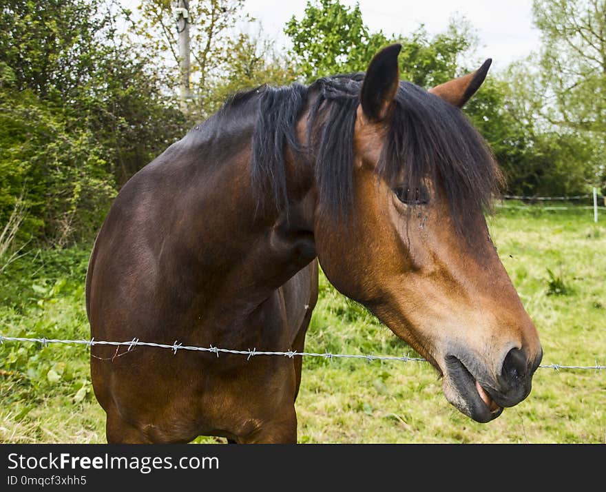 Horse, Bridle, Mane, Halter