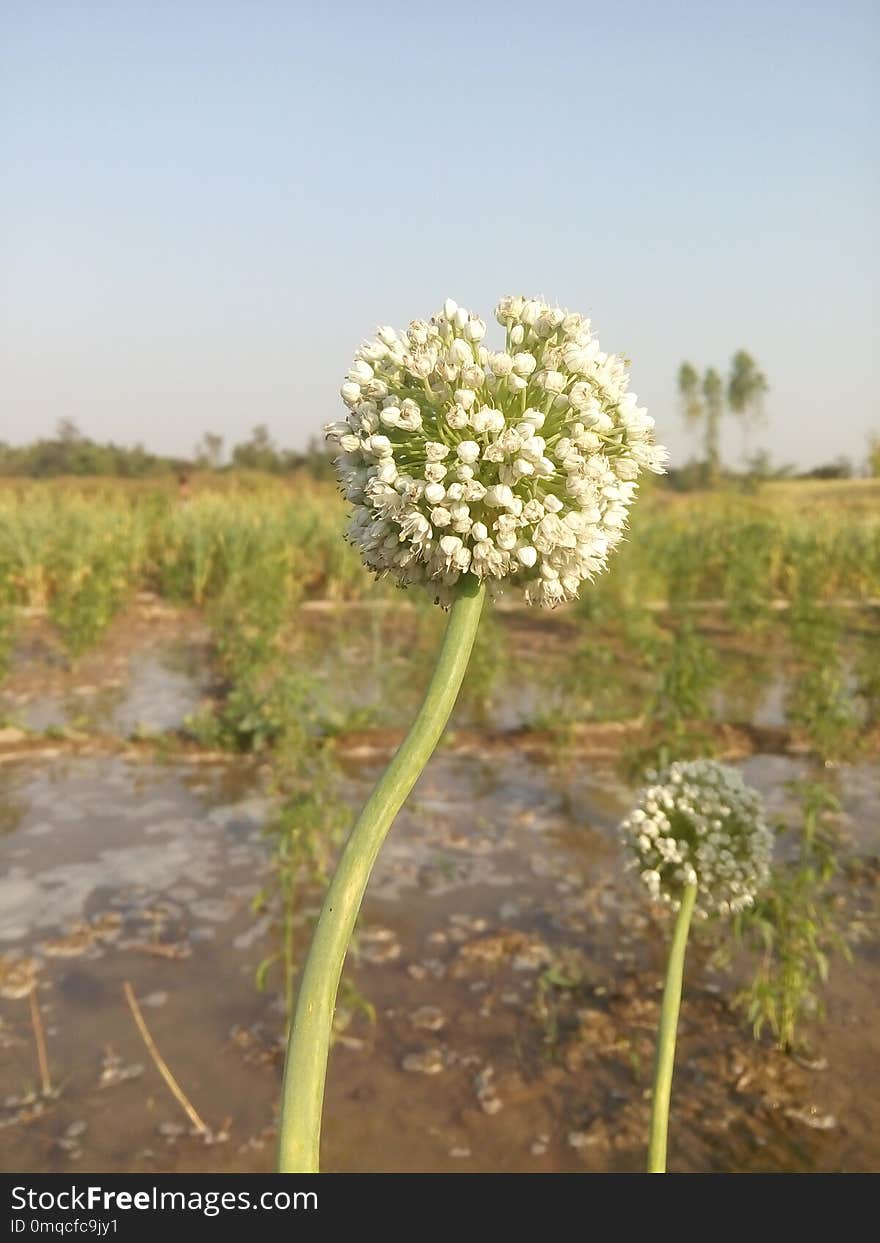 Plant, Flora, Flower, Spring