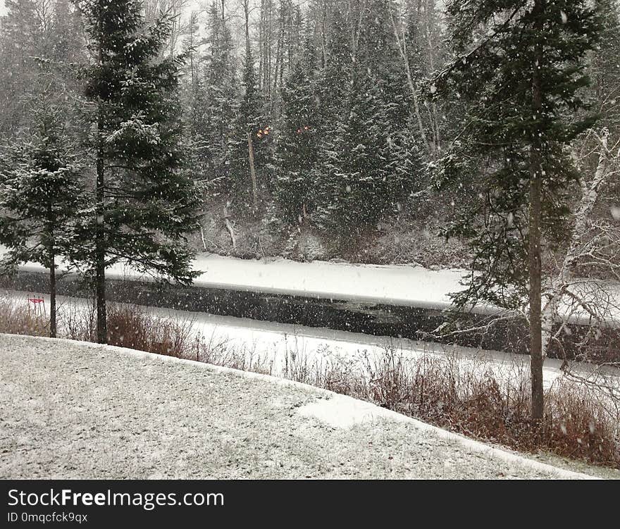 Snow, Winter, Tree, Freezing