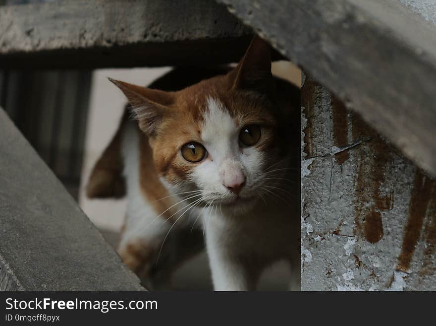 Cat, Fauna, Small To Medium Sized Cats, Whiskers