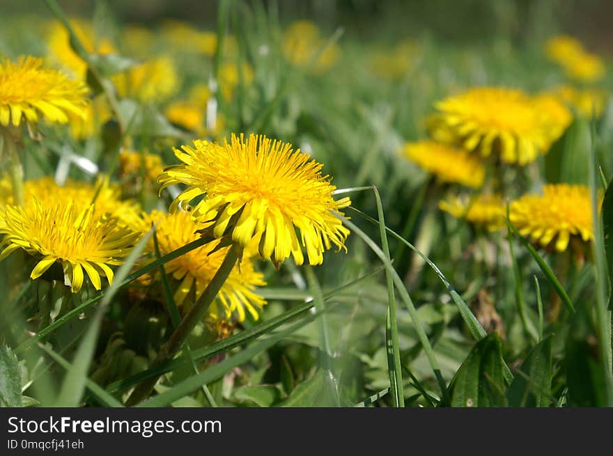 Flower, Dandelion, Yellow, Sow Thistles