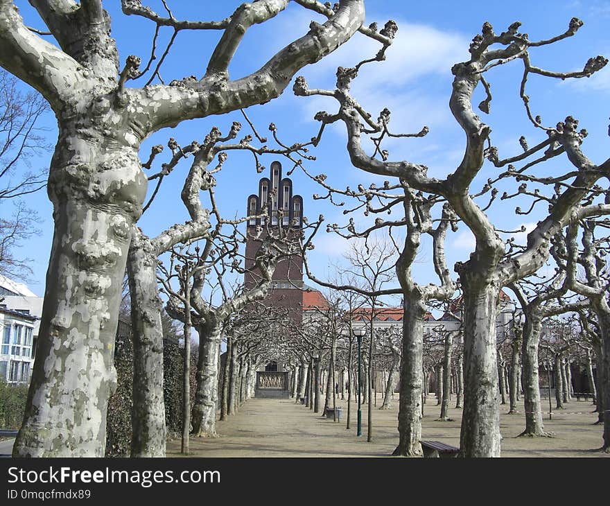 Tree, Woody Plant, Branch, Plant