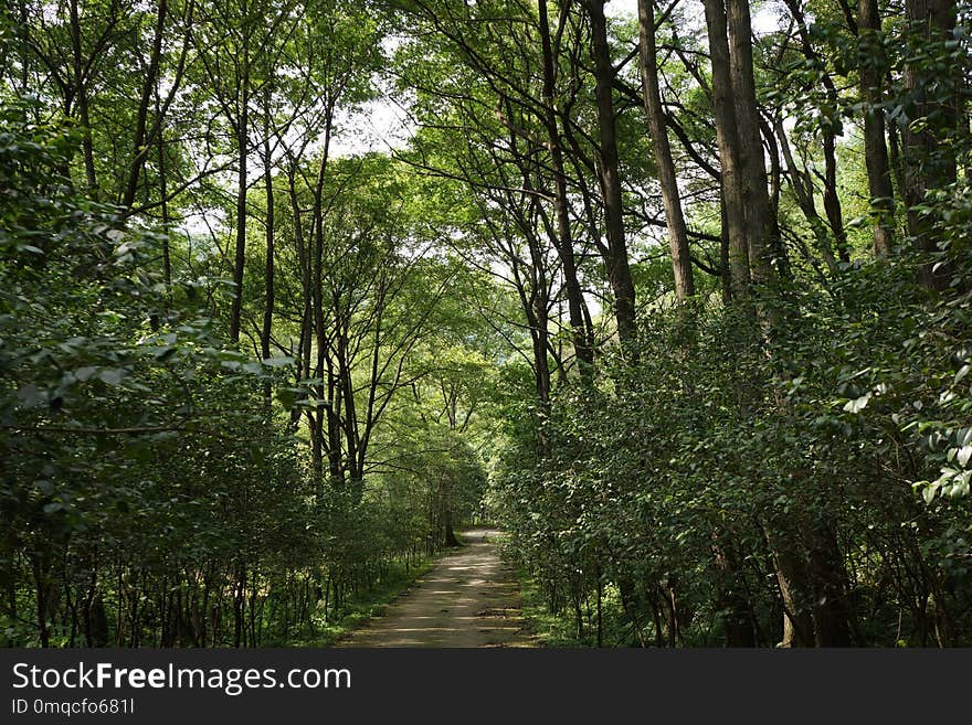 Ecosystem, Woodland, Vegetation, Nature