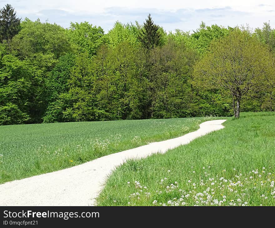 Vegetation, Ecosystem, Grassland, Nature Reserve