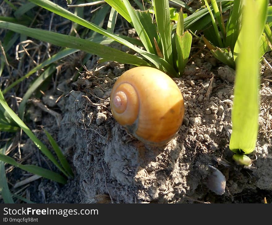 Snails And Slugs, Snail, Agaricomycetes, Soil