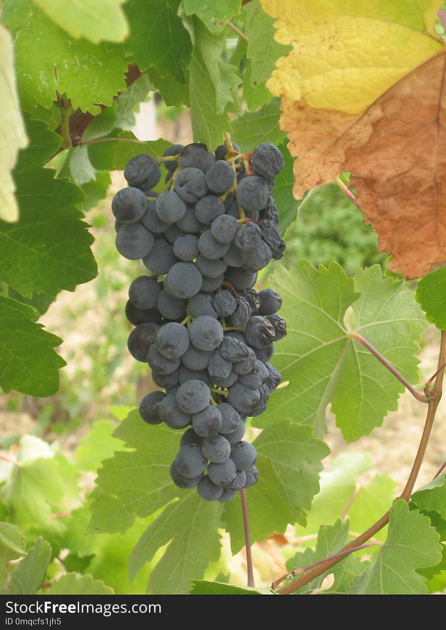 Grape, Grapevine Family, Fruit, Vitis