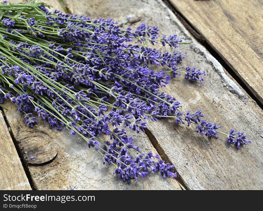 Lavender, Flower, English Lavender, Purple