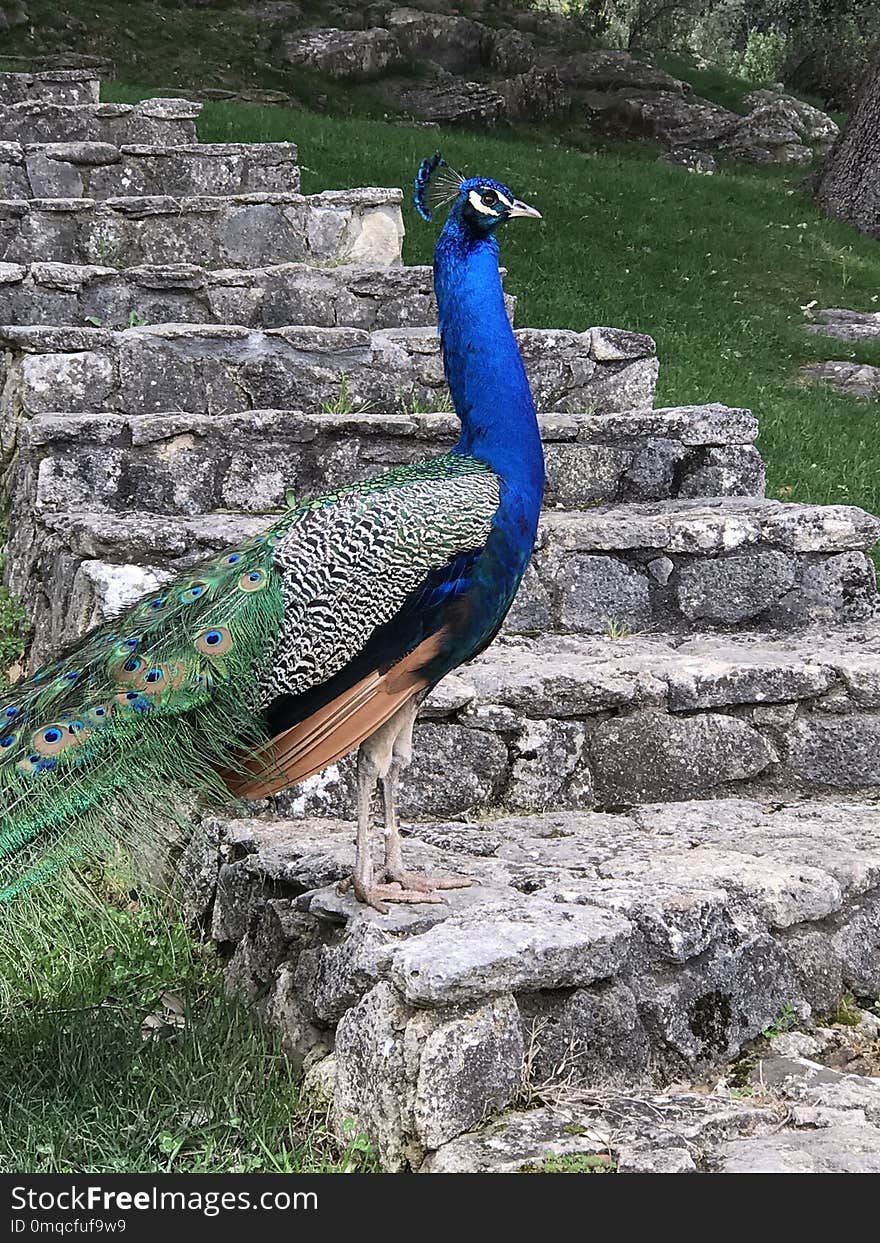 Peafowl, Bird, Galliformes, Beak