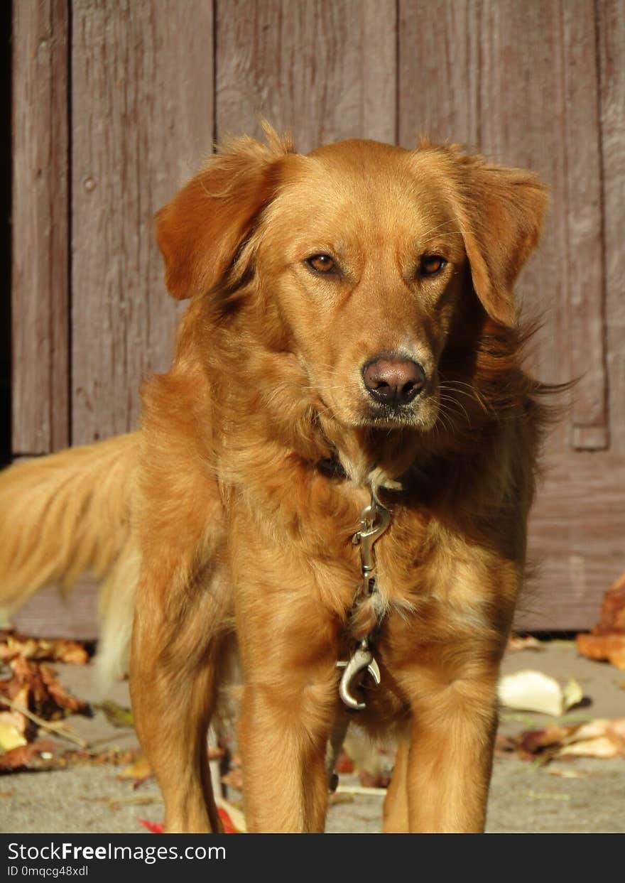 Dog, Dog Breed, Dog Like Mammal, Nova Scotia Duck Tolling Retriever