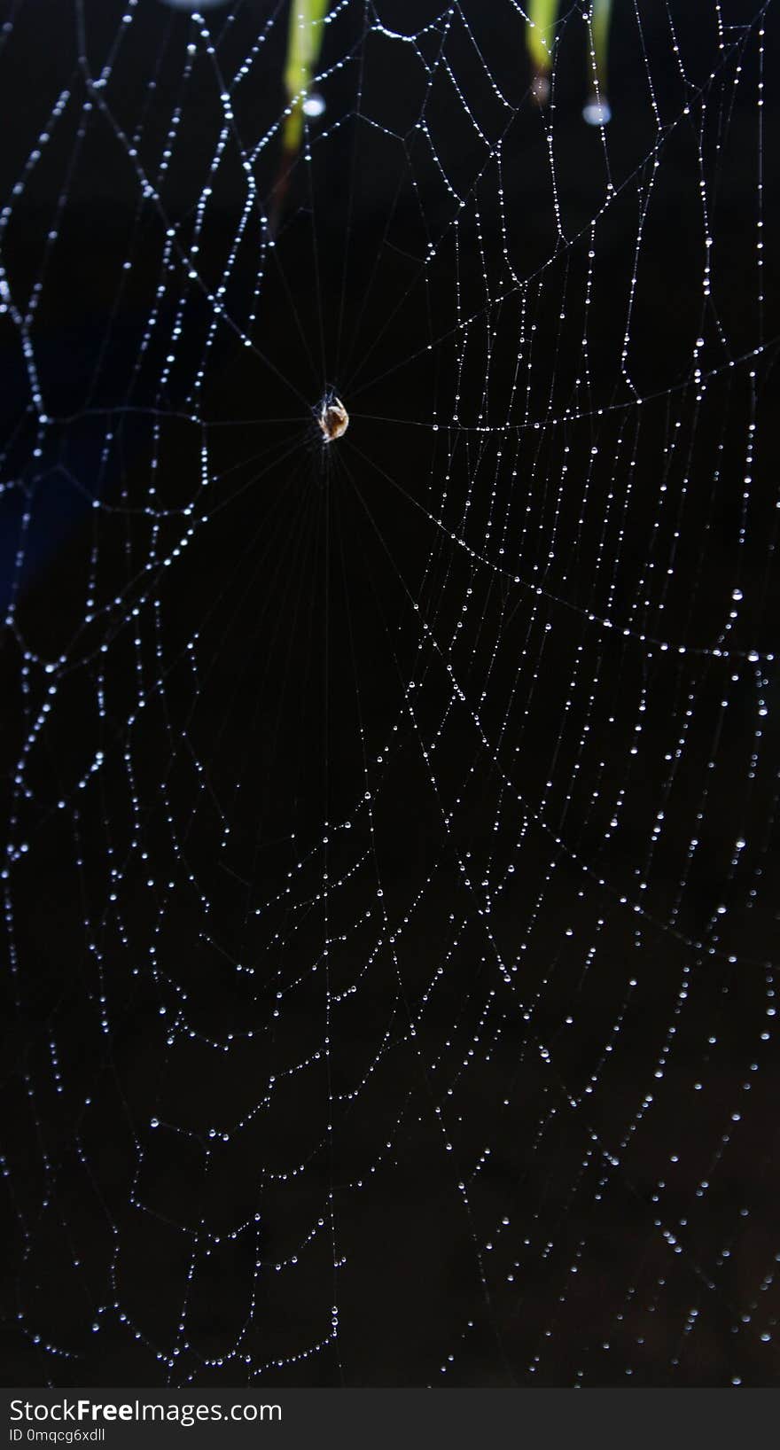 Black, Spider Web, Water, Light