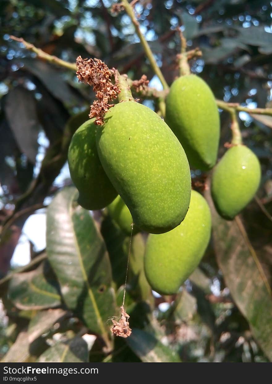 Fruit, Jackfruit, Fruit Tree, Plant