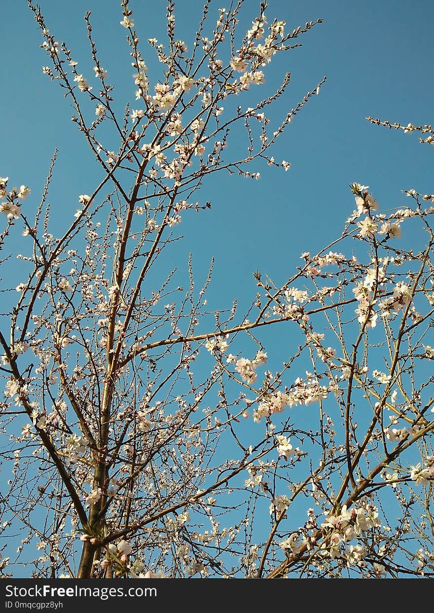 Branch, Sky, Blossom, Tree