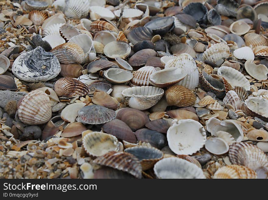 Cockle, Clam, Seashell, Clams Oysters Mussels And Scallops