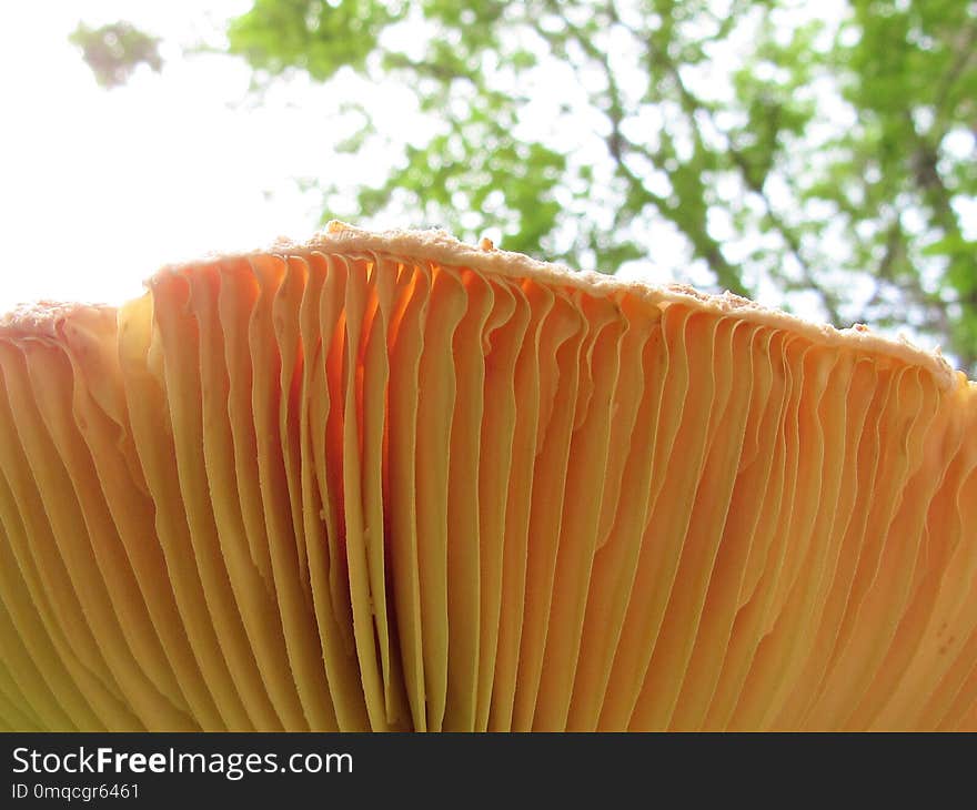 Orange, Close Up, Leaf, Petal