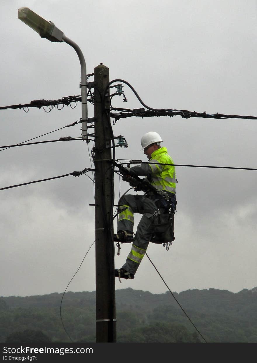 Tree, Woody Plant, Plant, Electricity