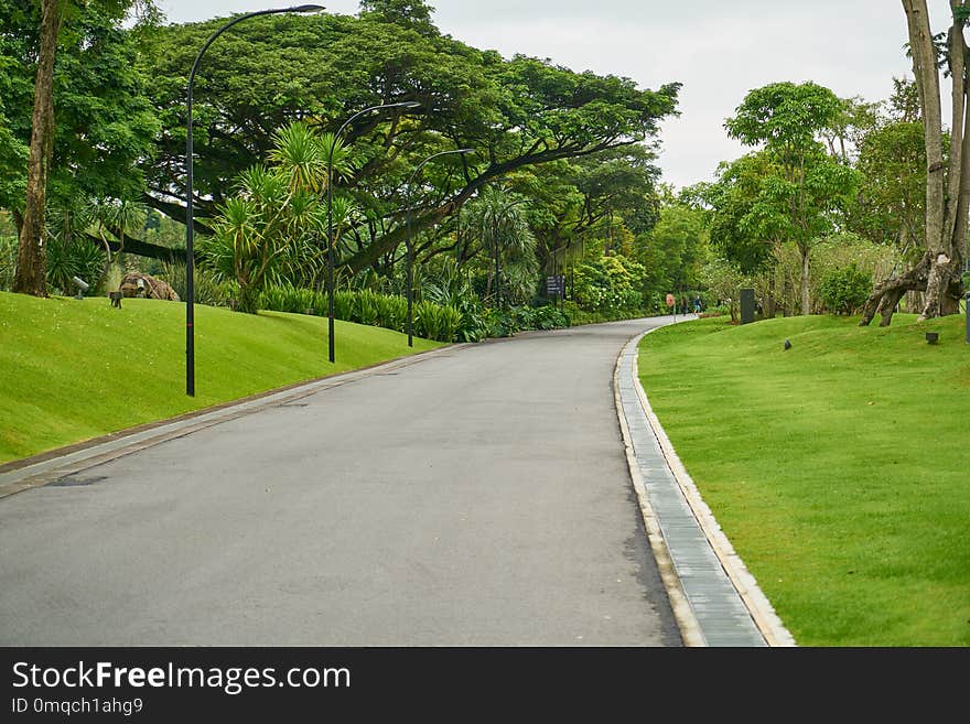 Road, Green, Nature, Tree