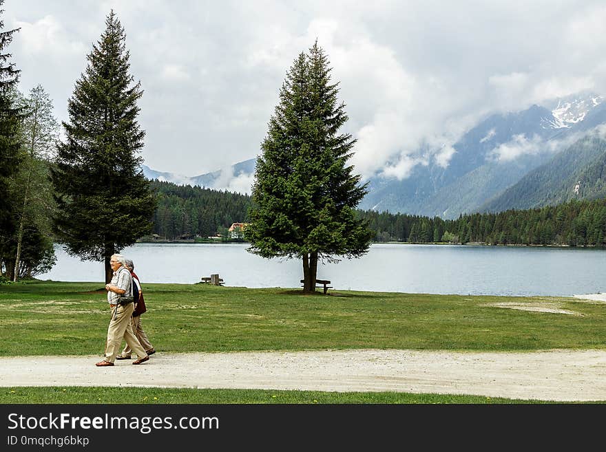 Nature, Lake, Wilderness, Tree