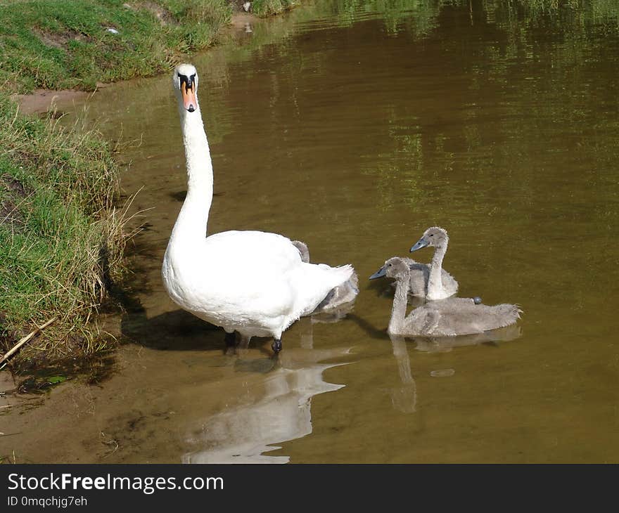 Swan, Bird, Water Bird, Ducks Geese And Swans