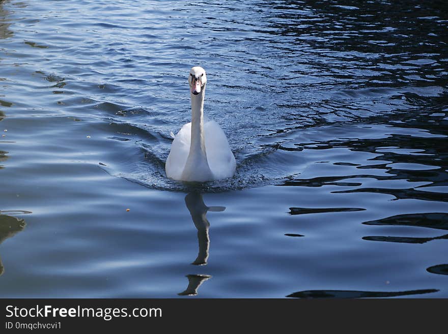 Water, Bird, Swan, Water Bird