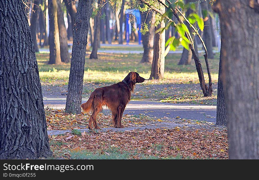 Dog, Tree, Dog Like Mammal, Mammal