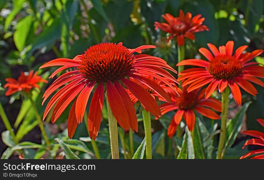 Plant, Coneflower, Flowering Plant, Flower